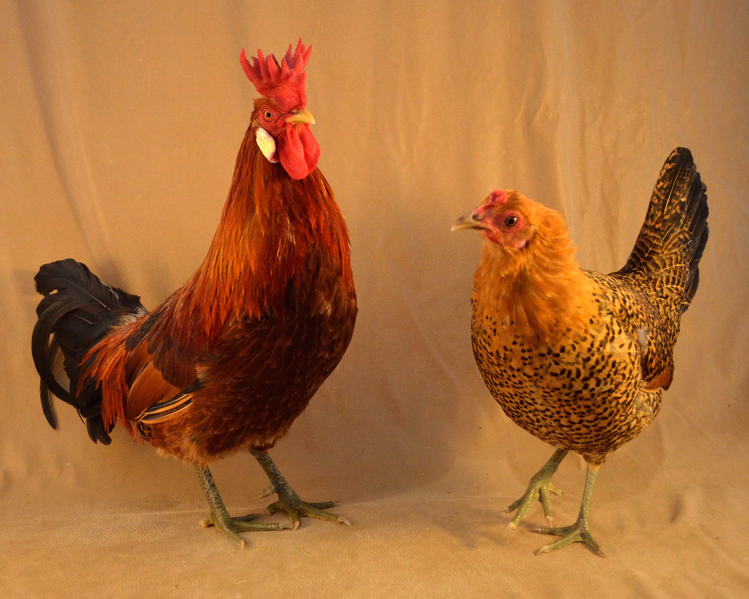 Breed Profile: Sicilian Buttercup Chickens